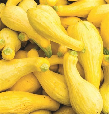 Squash, Organic Summer Crook 2 Grams - Image 3