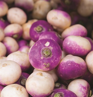 Turnips, Organic Purple Top 4 Grams - Image 3