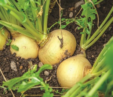Turnips, Organic, Golden Globe 3 Grams - Image 3
