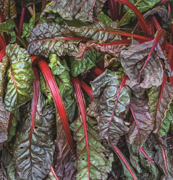 Swiss Chard, Organic Ruby 2 Grams - Image 3