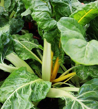 Swiss Chard, Organic Fordhook 2 Grams - Image 3