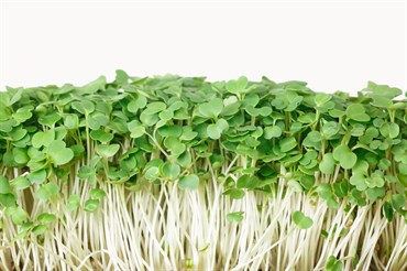 Microgreens, Arugula 800mg - Image 3