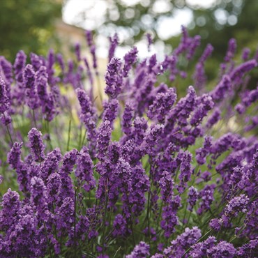 Lavender, English True 280mg - Image 3