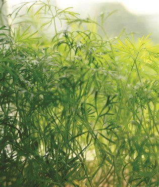 Microgreens, Dukat Dill 1.35 Grams - Image 3