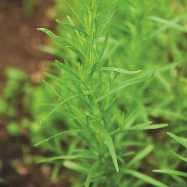 Tarragon 175mg - Image 3