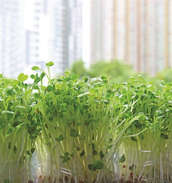 Microgreens, Large Leaf Italian Basil 280mg - Image 3