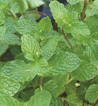 Peppermint, Mint 175mg - Image 3