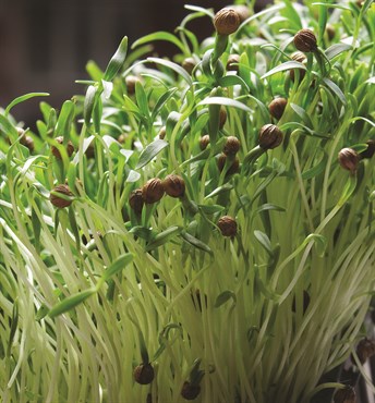 Microgreens, Coriander/ Cilantro 700mg - Image 3