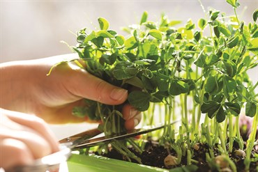 Microgreens, Thai Basil 800mg - Image 3