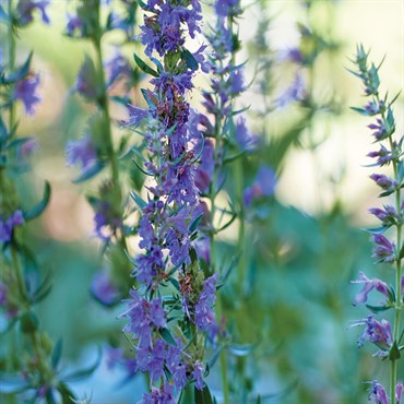 Hyssop 800mg - Image 3