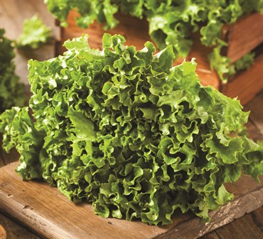 Lettuce, Heirloom Black Seeded Simpson 3 Grams - Image 3