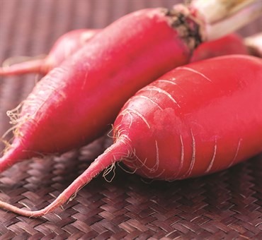Radish, Heirloom China Rose 4 Grams - Image 3