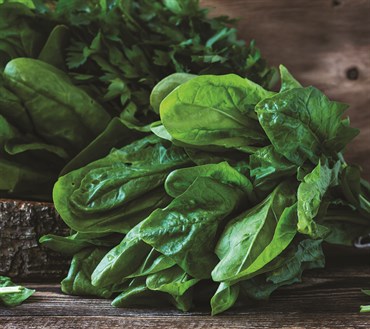 Spinach, Heirloom Bloomsdale 4 Grams - Image 3