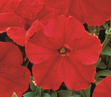 Petunia, Red Supercascade 30 Seed Count - Image 3