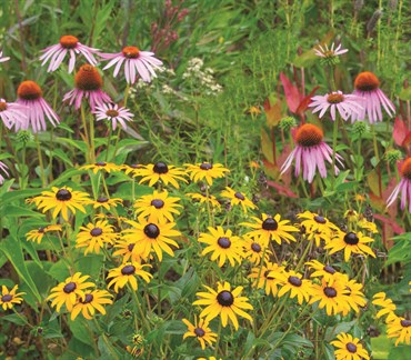 Midwest Wildflower Mix 470mg - Image 3