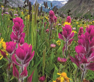 Mountain Wildflower Mix 470mg - Image 3