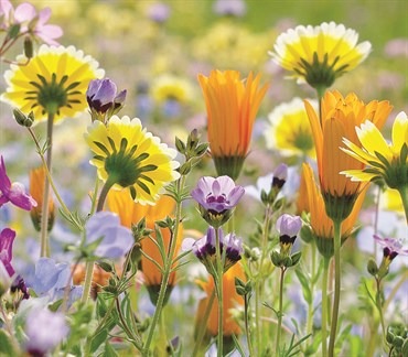 California Wildflower Mix 470mg - Image 3