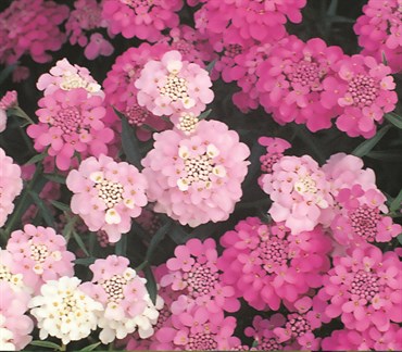 Candytuft, Dwarf Fairy Mix 470mg - Image 3