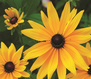 Daisy, Gloriosa Single 280mg - Image 3