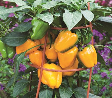 Peppers, Liberty Belle ( Patio ) 10 Seed Count - Image 3