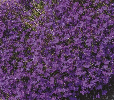 Lobelia, Crystal Palace 175mg - Image 3