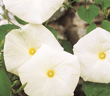 Moon Flower ( White ) 2.2 Grams - Image 3