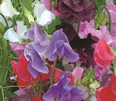 Sweet Pea, Knee High Mix 2.7 Grams - Image 3