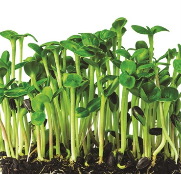 Microgreens, Black Oil Sunflower 2 Grams - Image 2
