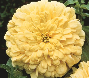 Zinnia, Canary Bird 590mg - Image 3