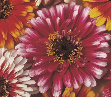 Product | BFG Supply