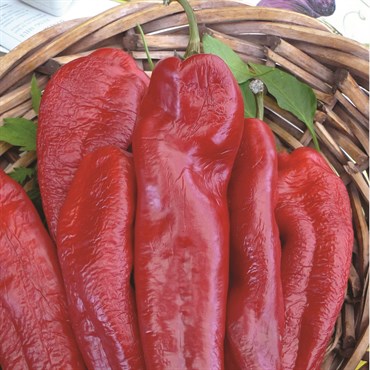 Peppers, Bhut Jolokia 100 Seed Count
