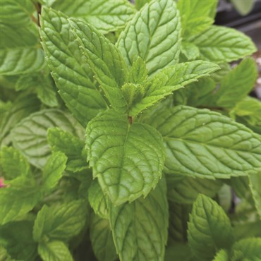 Spearmint 1/16oz