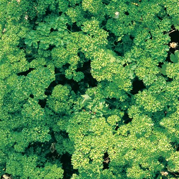 Parsley, Triple Curled 1oz