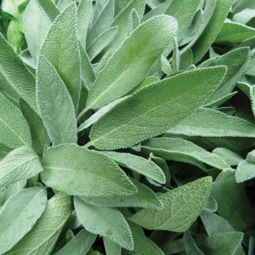 Sage 1oz