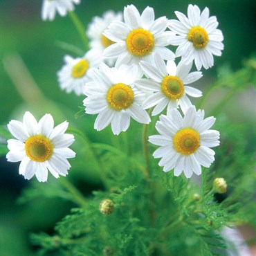Chamomile, German 1/2oz