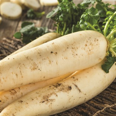 Radish, White Chinese Celestial 4 Grams - Image 3