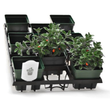BLD WEBFIT 4515 TRAY 694214 — Case of 30