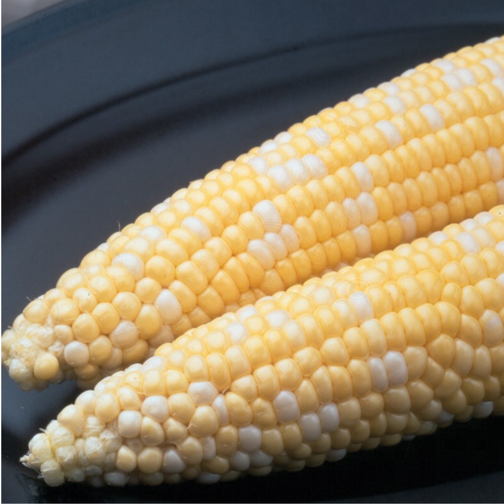 Corn, Ambrosia 25lb
