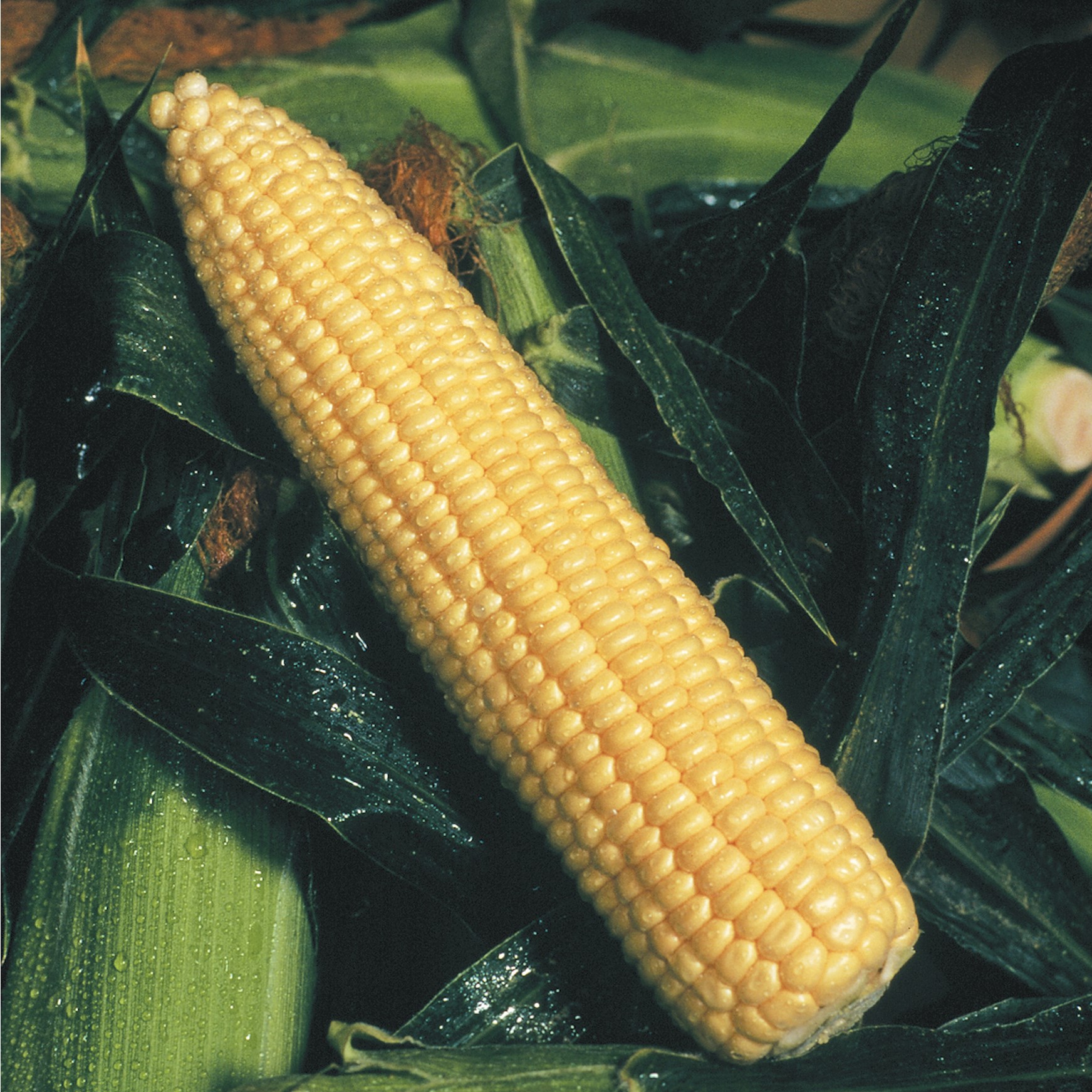 Corn, Golden Queen 1/2lb