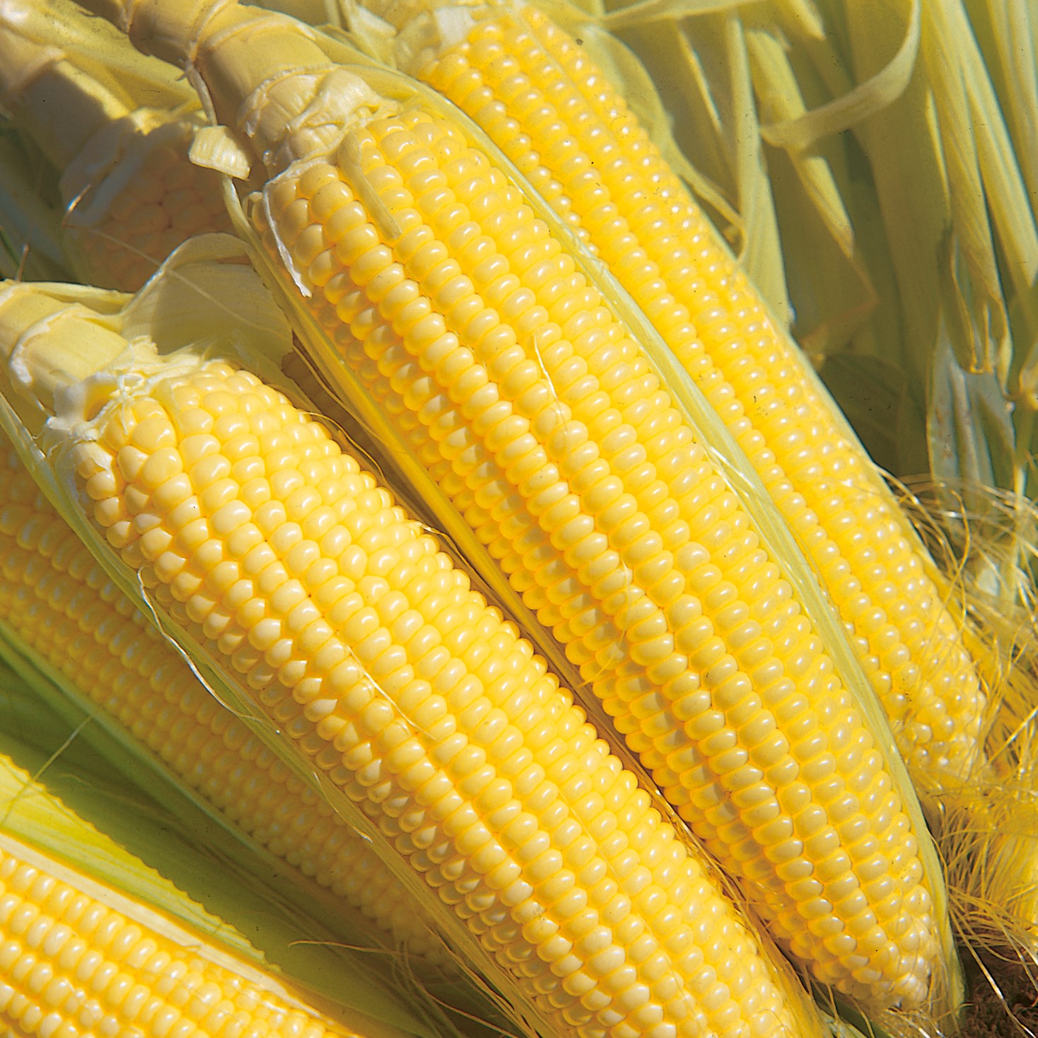 Corn, Iochief 1/2lb