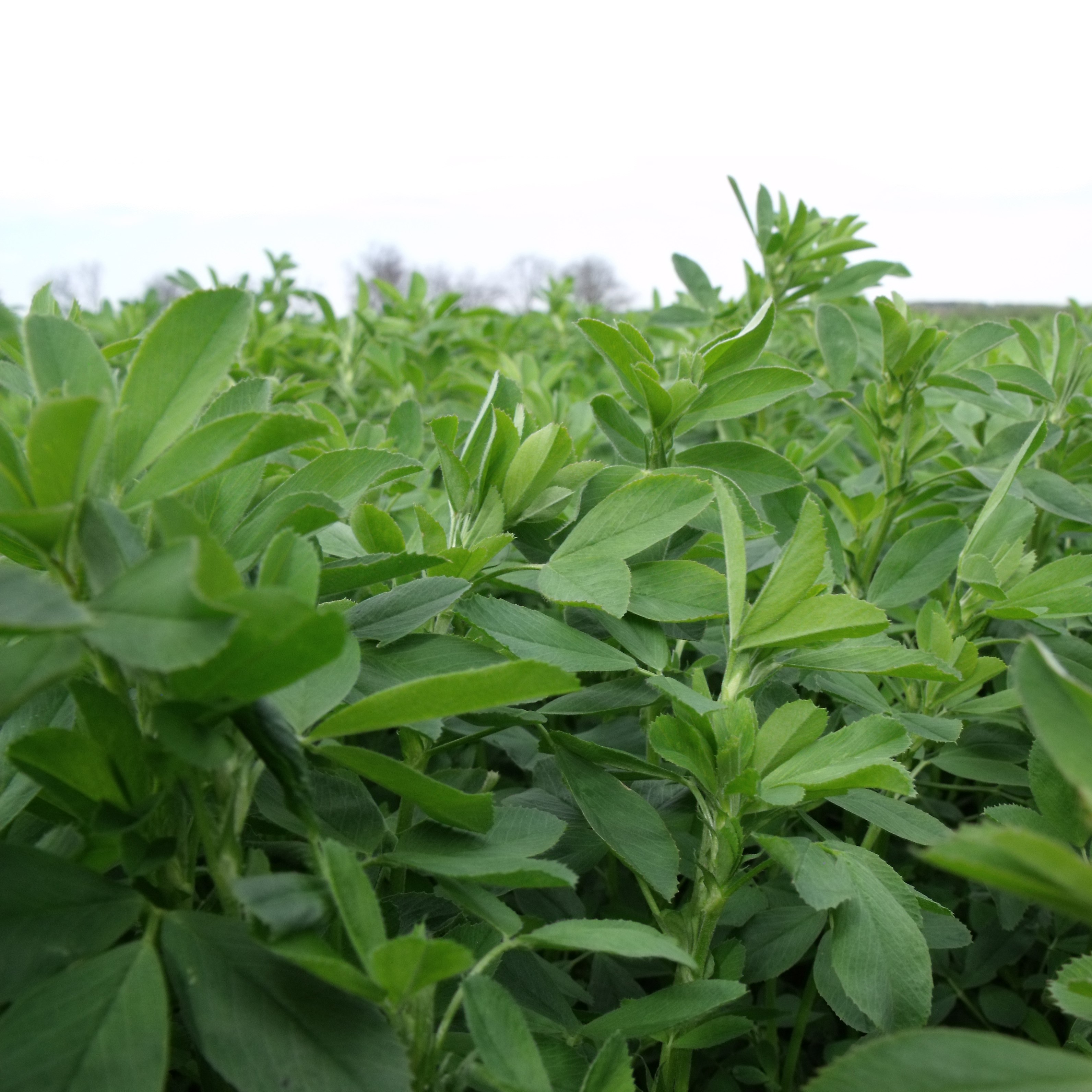 Alfalfa, 50# Variety Not Stated