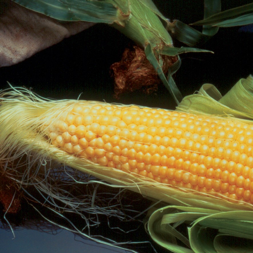 Corn, Incredible 1/2lb