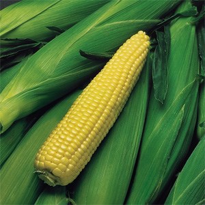 Corn, Kandy Eh 4oz