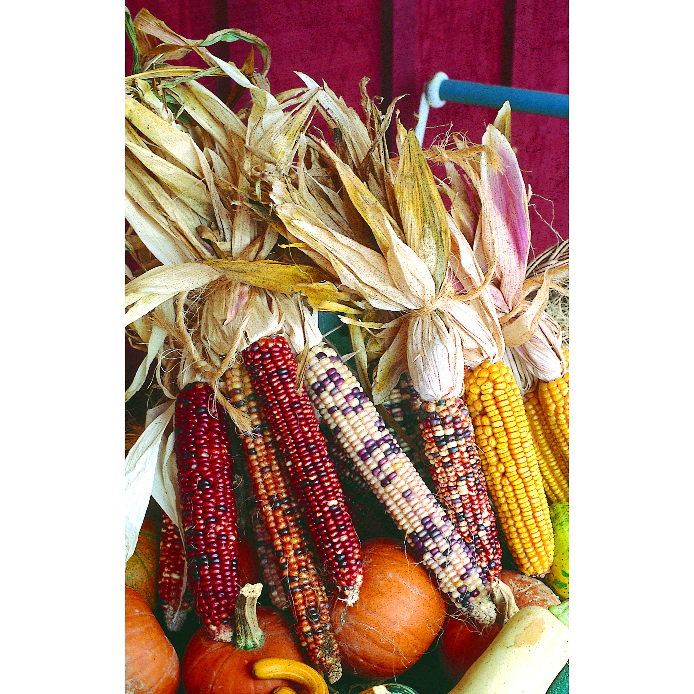 Corn, Ornamental 1lb