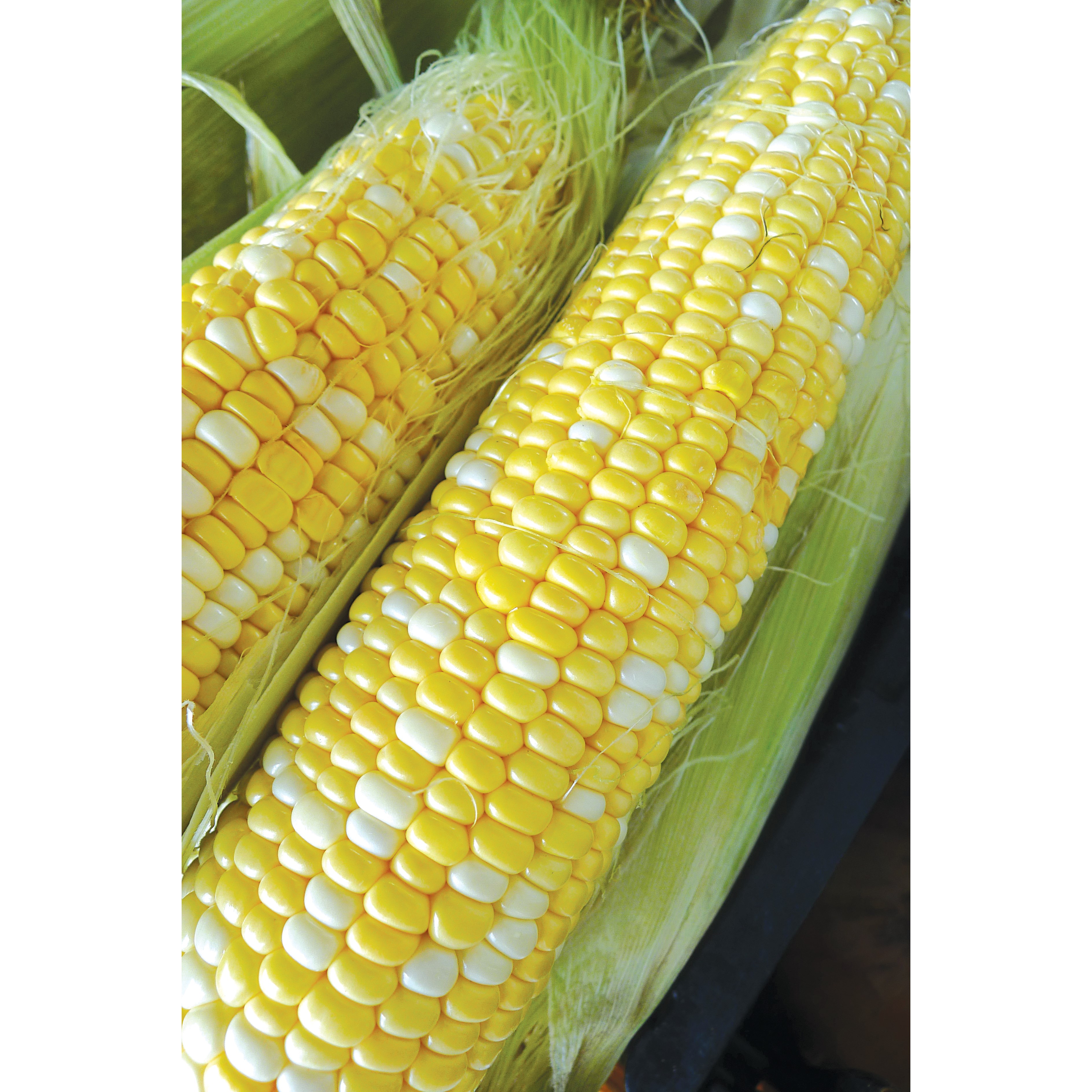 Corn, Honey N Pearl 1/2lb