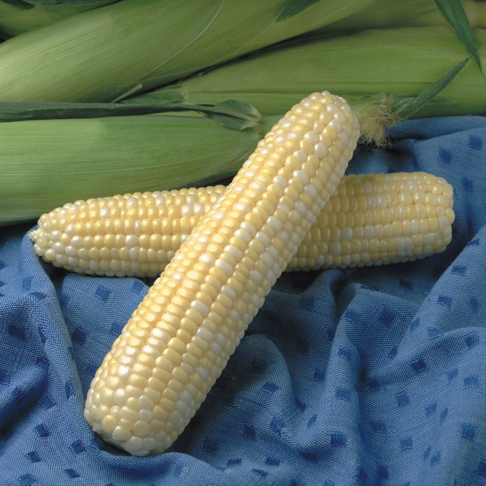Corn, Jackpot 50lb