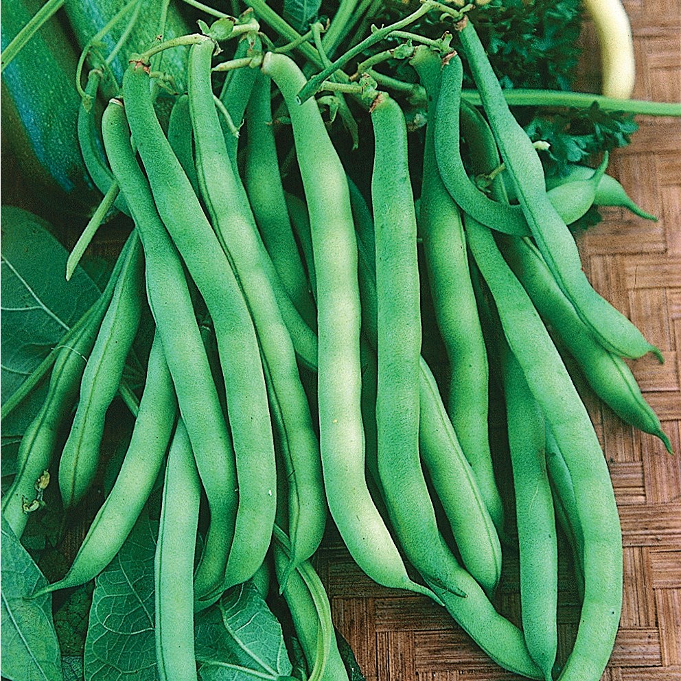 Beans, Burpee Stringless 25lb