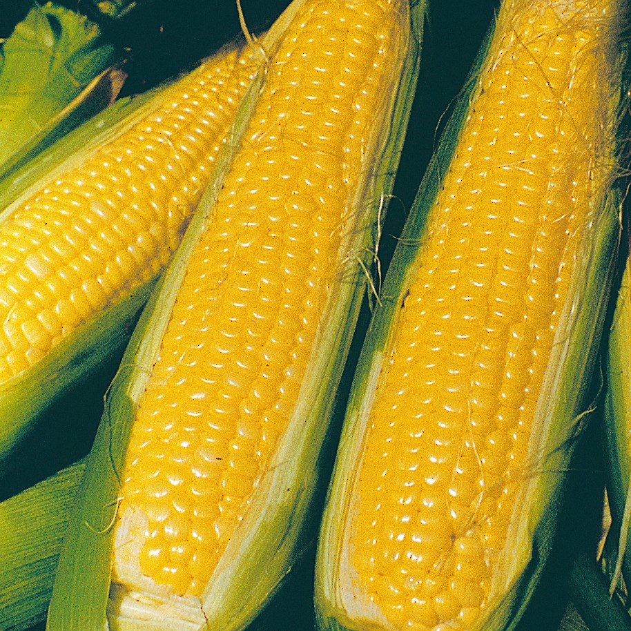 Corn, Nk 199 1/2lb