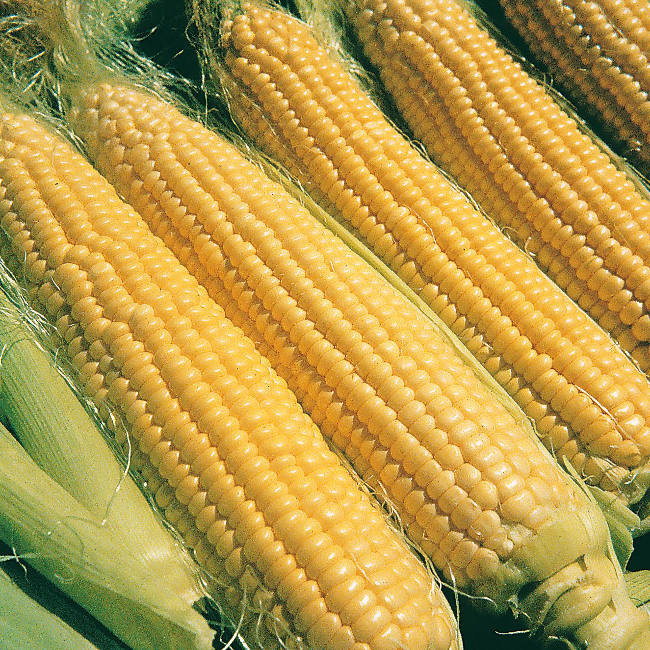 Corn, Illini Xtra Sweet 4oz