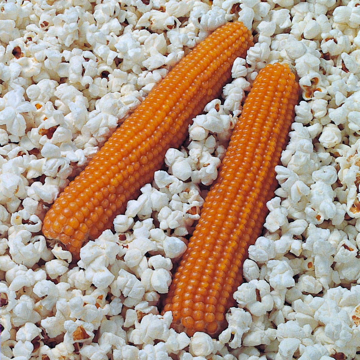 Popcorn, South American 1lb